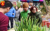 Lúa trổ đòng đắt khách ở chợ hoa Hàng Lược